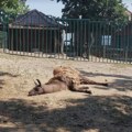 ZLF protiv premeštanja beogradskog Zoo-vrta s Kalemegdana na Adu Ciganliiju