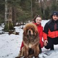 Nevena i Zoran su štene "lava među psima" platili 10.000 €: Njihova odgajivačnica sada ima preko 20 životinja