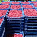 Očekuje se manji rod, ali i veća otkupna cena maline, proizvođači imaju projekciju kolika će biti