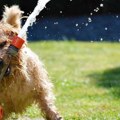 Koji simptomi ukazuju na toplotni udar kod životinja i kako da zaštitimo ljubimce od visokih temperatura