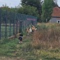 Čopor pasa lutalica pored vrtića u naselju Kumalak – roditelji u strahu, nadležni bez reakcije već tri nedelje