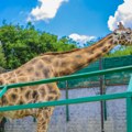 Zoološki vrt Jagodina ostvario dobit od 19,2 miliona dinara
