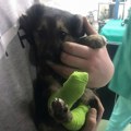 Štene kojem su nepoznate osobe spalile šape u Kraljevu traži dom