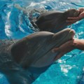 Delfin mafija: Kako je jedna ženka naučila celu grupu da prevare naučnike za više ribe
