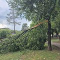 Polomilo se drvo u glavnom parku