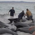 Više od 50 kitova uginulo nakon što su se nasukali