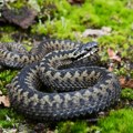 Koje vrste zmija su otrovne, a koje zaštićene u Srbiji
