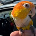 Kako je propao pokušaj šverca zaštićenog afričkog papagaja