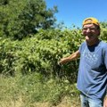 Kašljao, kijao pa mu prekipelo Evo kako se Slavko iz Ljubića uhvatio u koštac sa ambrozijom
