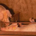 Узгајивачи свиња захтевају увођење квота: Циљ заштита домаћег тржишта, анализа неопходна
