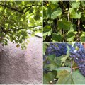 Otkriveno čak 11 nepoznatih sorti vinove loze genetičkom analizom čokota. Na zgradi Istorijskog arhiva pronađen durman iz…