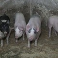 Afrička kuga svinja otkrivena u Sremu. U dve opštine proglašena zaražena područja, na terenu su veterinarske ekipe