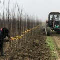 Od srpskih voćnjaka do drugog kraja sveta! Čačanski institut stvorio 45 sorti voća cenjenih širom planete, čuvena šljiva…