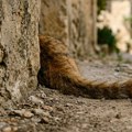 Horor na grčkom ostrvu koje Srbi obožavaju: Žena zadavila mačku konopcem, pa kažnjena 30.000 evra
