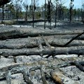 U Srbiji aktivno 35 požara, najteža situacija i dalje u Deliblatskoj peščari