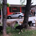 Psi lutalice napadaju ljude na trgu u Bujanovcu