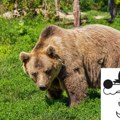 Evo kako su medvedi iz bugojna zaslužni za sarajevsku olimpijadu Jedno prijateljstvo je rešilo sve
