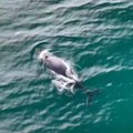 VIDEO Zabeležen redak trenutak - rođenje belog grbavog kita