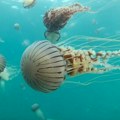 Invazija meduza zaustavila nuklearku: Kako je najveća atomska centrala na Zapadu prekinula rad