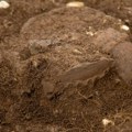 Црквине код Нове Вароши не престају да изненађују археологе - пронађена урна са остацима покојника из бронзаног праисторијског…