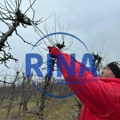 Ови мајстори тренутно су најтраженији: Резидба воћа у чачанском крају у пуном јеку, ево шта кажу стручњаци - како је најбоље…