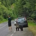 Turista za dlaku izbegao napad medveda na Transfagarašanu: Životinja mu prišla s leđa dok je gledao u telefon