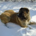 Ceo komšiluk tuguje u Vranju! Uginula Buba, omiljeni kavkaski ovčar od 70 kilograma: Deca ne prestaju da plaču za nežnom…