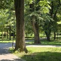 Tokom dana sunčano, popodne oblačnosti uz ređu pojavu pljuskova i kiše