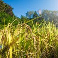 Republička direkcija za robne rezerve traži skladištare za pšenicu i kukuruz