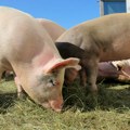Novi Bečej proglašen područjem ugroženim od zarazne bolesti afričke kuge svinja