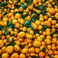 Mandarine iz Hrvatske uništene na srpskoj granici