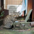 Japan: Vlasti upozorile stanovnike Fukujame da ne diraju mačku koja je upala u rezervoar sa otrovnim hemikalijama