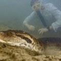 Ubijena najveća anakonda na svetu VIDEO