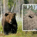 Medvedi prekopali grobove: Užas u BiH, meštani zatekli jezivu scenu, navode da je situacija sa zverima izmakla kontroli…