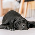 Plakanje od smeha Pogledajte kako ovaj labrador koristi krevet za pse