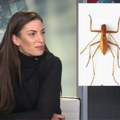 Srpski entomolozi otkrili novu vrstu insekta: Nazvali je po Ivani Španović