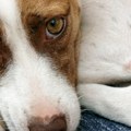 Monstrum: Pomahnitala Splićanka bacila bespomoćnog psa sa četvrtog sprata