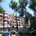 Orezivanje drveća: Uklanjaju se oštećene grane u centru grada