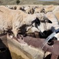 У Биоцу, најмањем селу на Пештери, око 9.000 хиљада оваца без воде
