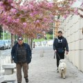 Varljivo vreme u Beogradu: Zbog klimatskih promena proleće stiže 26 dana pre nego što ga kalendar „donese“