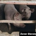 U Srbiji vanredno stanje zbog afričke svinjske kuge, nova žarišta i u naseljima uz Hrvatsku