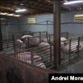 U Srbiji vanredno stanje zbog afričke svinjske kuge, nova žarišta i u naseljima uz Hrvatsku