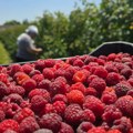 Švajcarci pronašli kadmijum u malinama iz Srbije