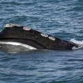 Sudarili se sa kitom: Spaseno 8 Danaca nakon prevrtanja jedrilice u Tihom okeanu