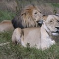 Vređanje verskih osećanja: Zoo vrt u Indiji primoran da menja imena lavova zbog nezadovoljstva hinduista