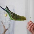 Papagajska groznica odnela pet života u Evropi