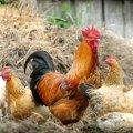 „One su van kontrole“: Jato divljih kokošaka maltretira selo /foto/
