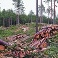 Šumska mafija u crnoj gori ne miruje Uprava za gazdovanje šumama i lovištima: Iznenadne kontrole terena i saobraćajnica…