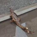 Nišlije u centru grada prijavile da su videle krokodila u bari?! I nije vic! Trljali oči u neverici, policija odmah došla a…