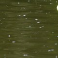 Posle duge i iscrpljujuće borbe Feliks ulovio neman u Bovanskom jezeru